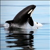 orcas & humpbacks